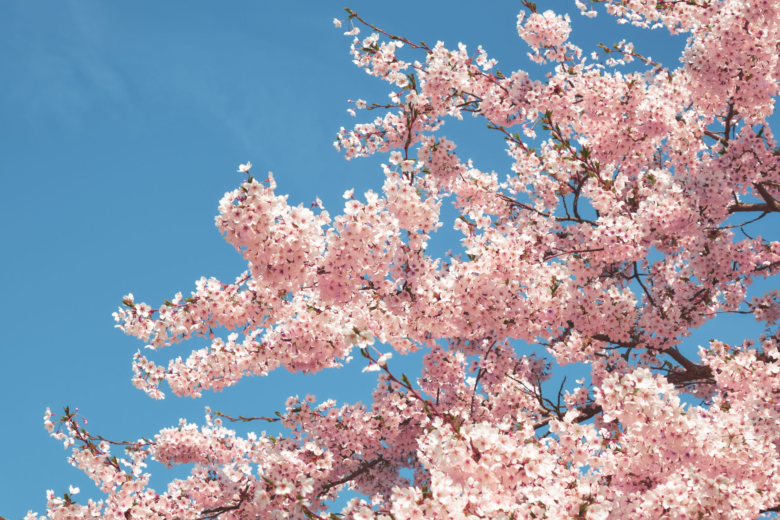 Sakura flowers in full bloom against a blue sky