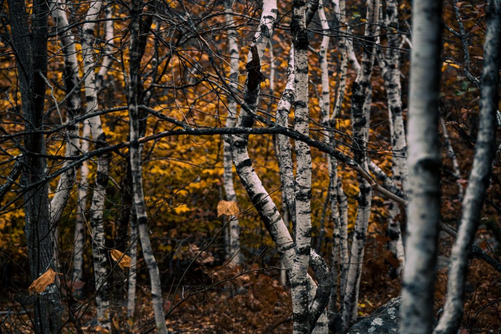Acadia Woodland An autumn woodland scene of birch trees with yellow leaves in Acadia National Park