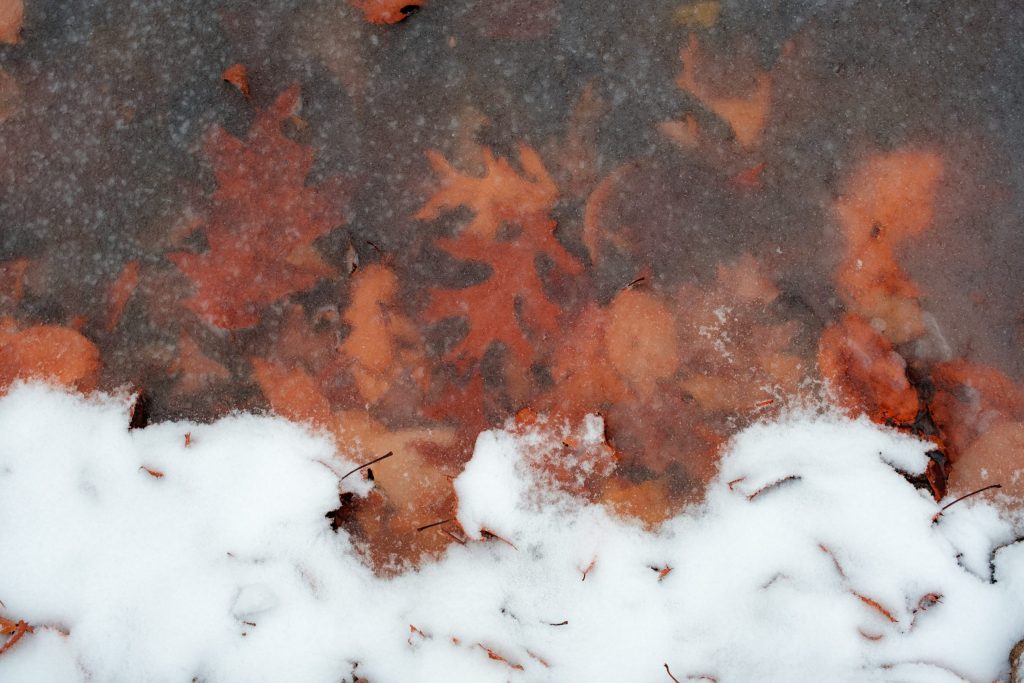 Frozen Leaves