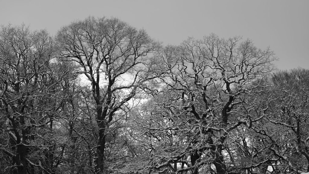 Snow-Covered Trees