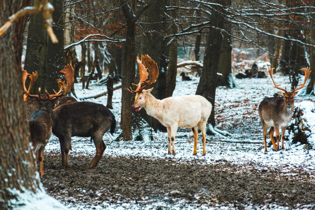 White Deer