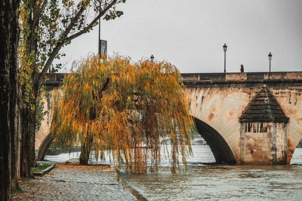 Sur La Seine A yellow and green tree along the banks of the Seine