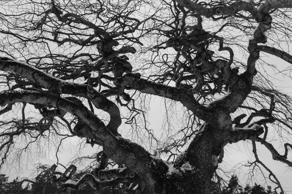 Gnarled Oak Black and white image of the gnarled branches of an old oak tree