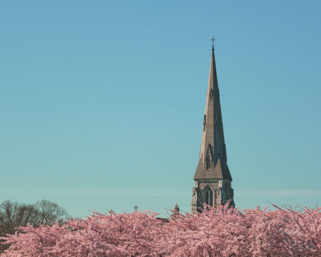 Sakura and Church A church tower rises above cherry blossoms in bloom