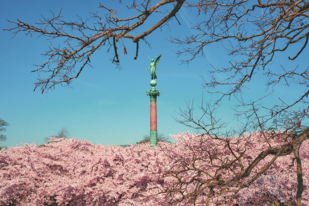 Statue Over the Cherry Blossoms A statue rises above a grove of cherry blossoms in bloom