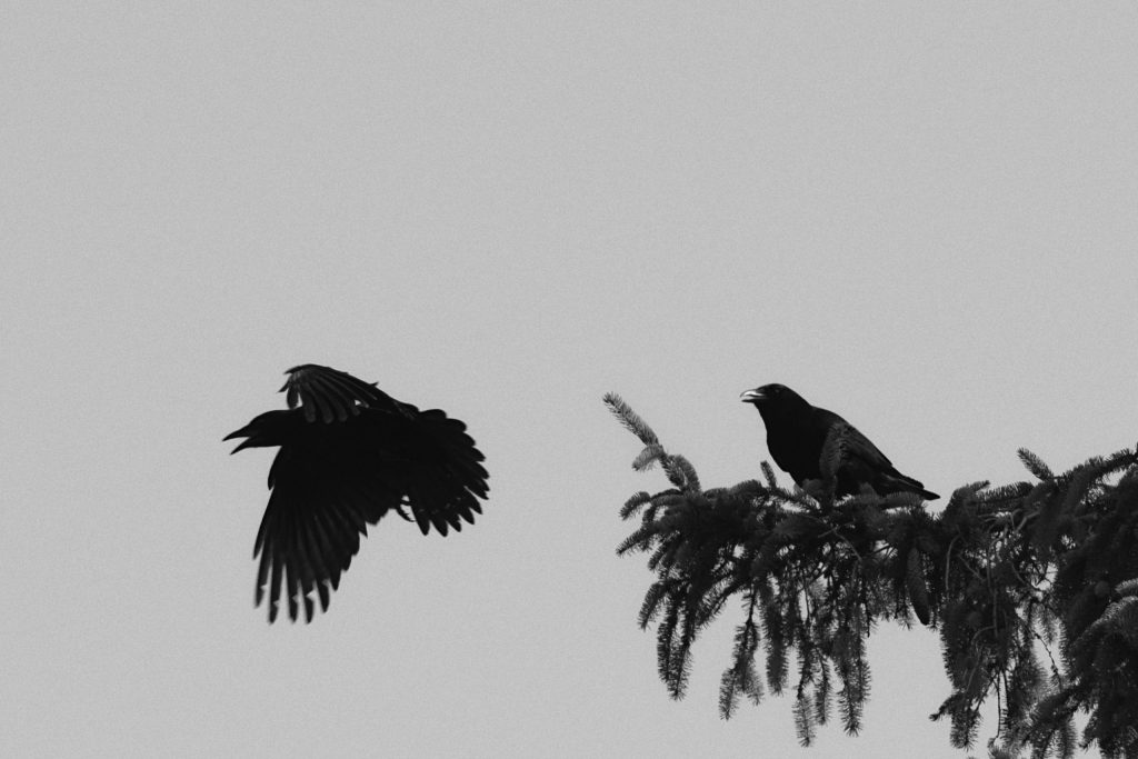 Crows Black and white image of two crows. One sits on a tree branch while the other begins to fly away.