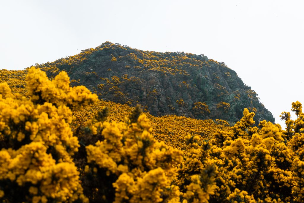 Gorse-Covered Hill A stony hill covered entirely by yellow gorse flowers