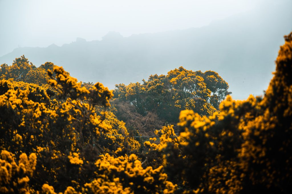 Gorse in the Fog Yellow gorse flowers disappearig into the fog