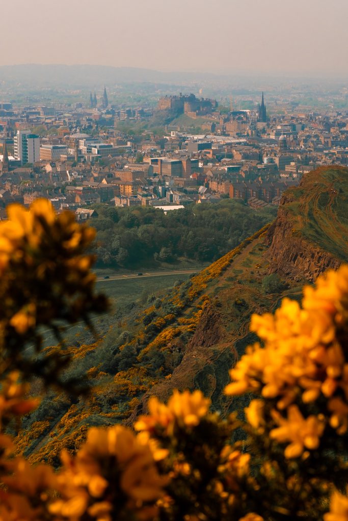 Edinburgh View of Edinburgh city and castle, taken through yellow gorse flowers