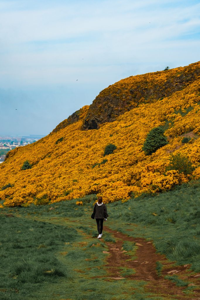Walking to the Flowers A young woman walking along a trail towards a hill covered in yellow gorse flowers