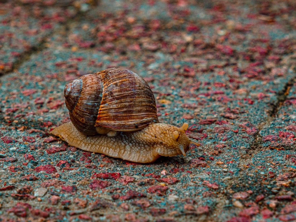 Snail Snail